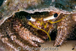 reef hermit crab (dardanus lagopodes) taken at sofitel re... by Stephan Kerkhofs 